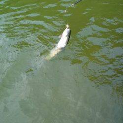 フィッシングエリア帝釈 釣果