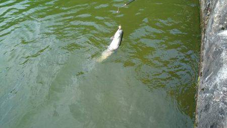 フィッシングエリア帝釈 釣果