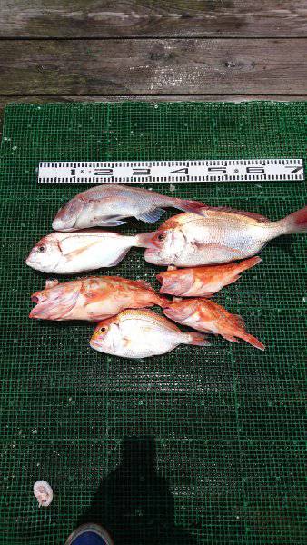 シードリーム 釣果