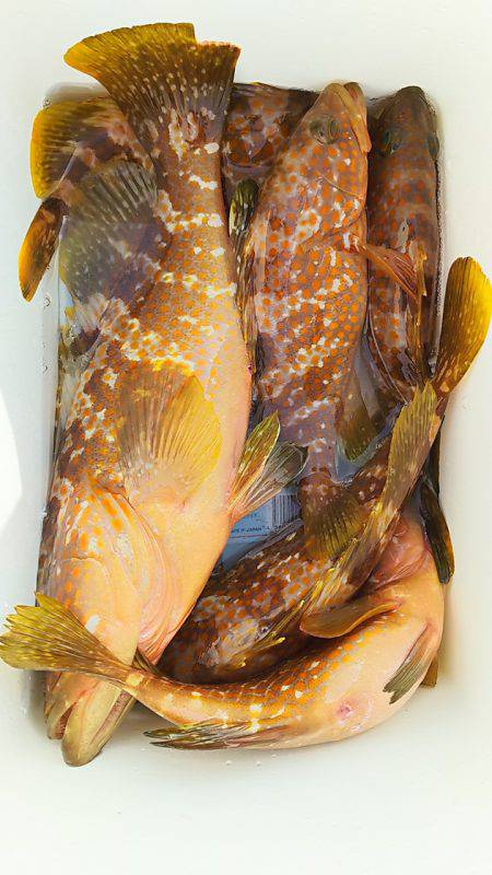 金剛丸 釣果