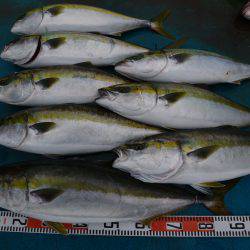 アジアマリンサービス 釣果