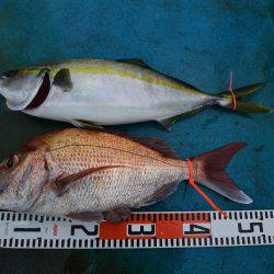 アジアマリンサービス 釣果