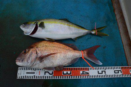 アジアマリンサービス 釣果