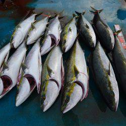 アジアマリンサービス 釣果