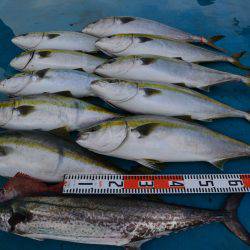 アジアマリンサービス 釣果