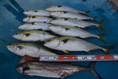 アジアマリンサービス 釣果