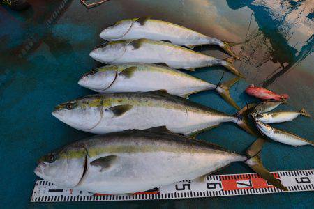 アジアマリンサービス 釣果