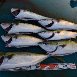 アジアマリンサービス 釣果