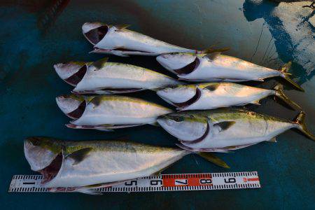 アジアマリンサービス 釣果