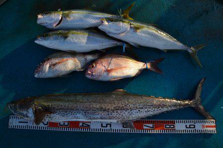 アジアマリンサービス 釣果