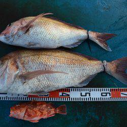 アジアマリンサービス 釣果