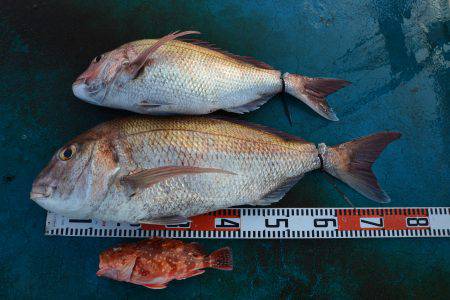 アジアマリンサービス 釣果