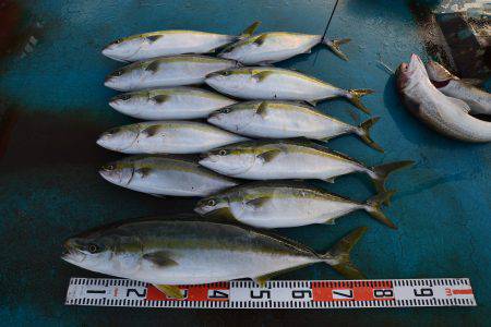 アジアマリンサービス 釣果