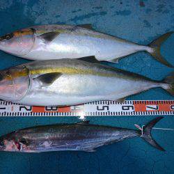 アジアマリンサービス 釣果