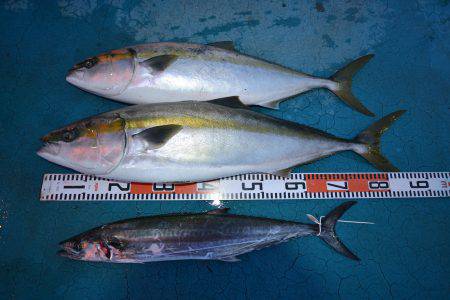 アジアマリンサービス 釣果