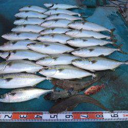 アジアマリンサービス 釣果