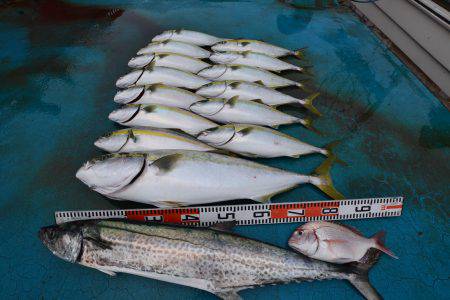 アジアマリンサービス 釣果
