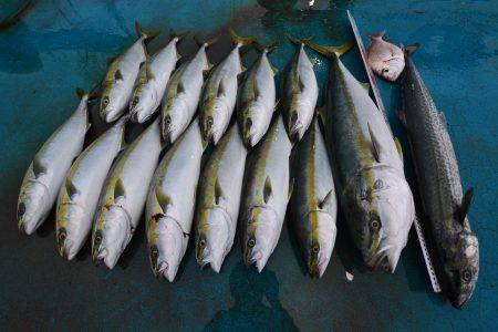 アジアマリンサービス 釣果