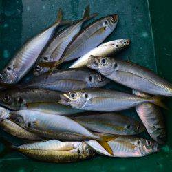 アジアマリンサービス 釣果
