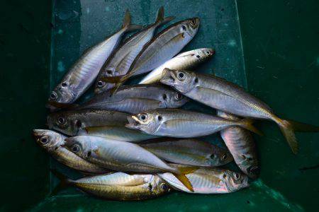 アジアマリンサービス 釣果