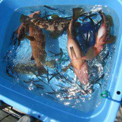 Fisherman Dreams DI 釣果