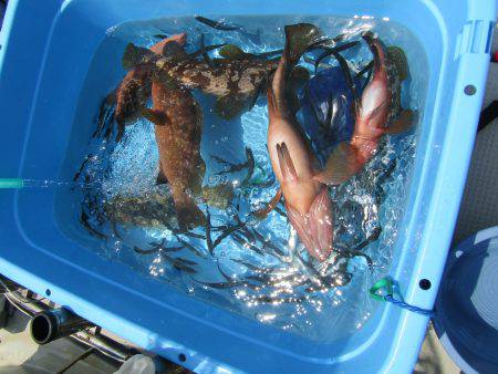 Fisherman Dreams DI 釣果