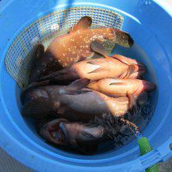 Fisherman Dreams DI 釣果