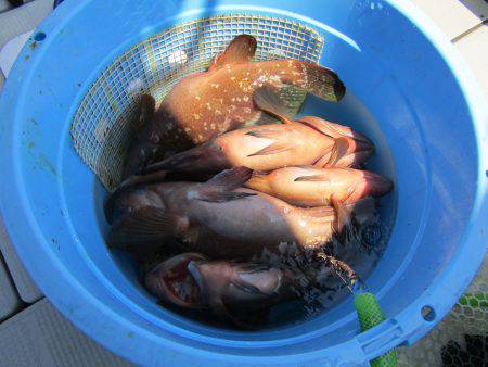 Fisherman Dreams DI 釣果