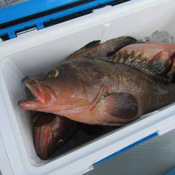 Fisherman Dreams DI 釣果