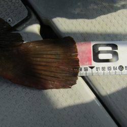 Fisherman Dreams DI 釣果