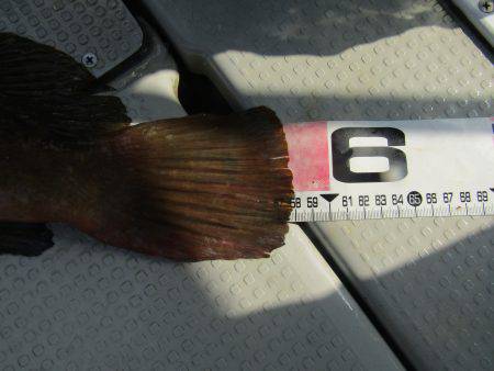 Fisherman Dreams DI 釣果