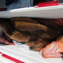 Fisherman Dreams DI 釣果