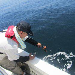 Fisherman Dreams DI 釣果