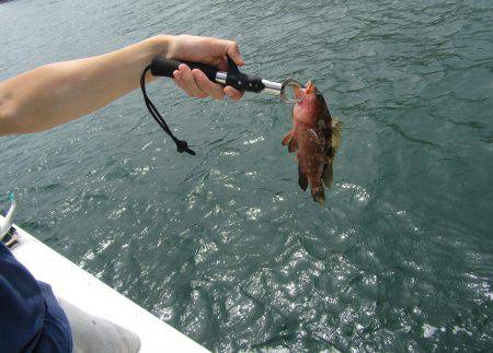 Fisherman Dreams DI 釣果