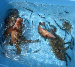 Fisherman Dreams DI 釣果