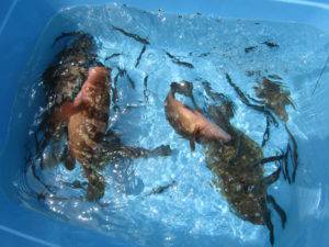 Fisherman Dreams DI 釣果