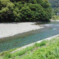 安倍川・藁科川（安倍藁科川漁業協同組合） 釣果