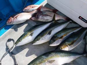 漁徳丸 釣果