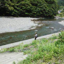 安倍川・藁科川（安倍藁科川漁業協同組合） 釣果