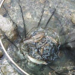 安倍川・藁科川（安倍藁科川漁業協同組合） 釣果