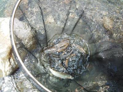 安倍川・藁科川（安倍藁科川漁業協同組合） …