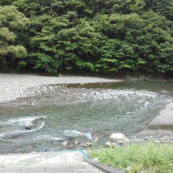 安倍川・藁科川（安倍藁科川漁業協同組合） 釣果