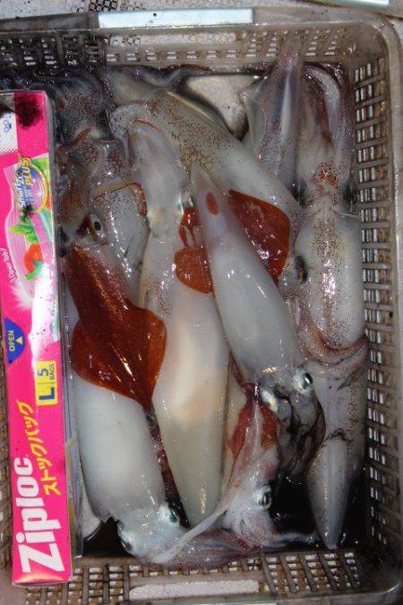 Aquanaut(アクアノート) 釣果