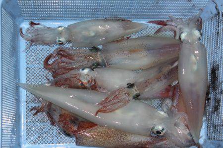 Aquanaut(アクアノート) 釣果