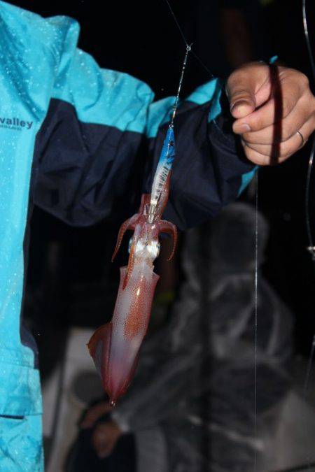 Aquanaut(アクアノート) 釣果