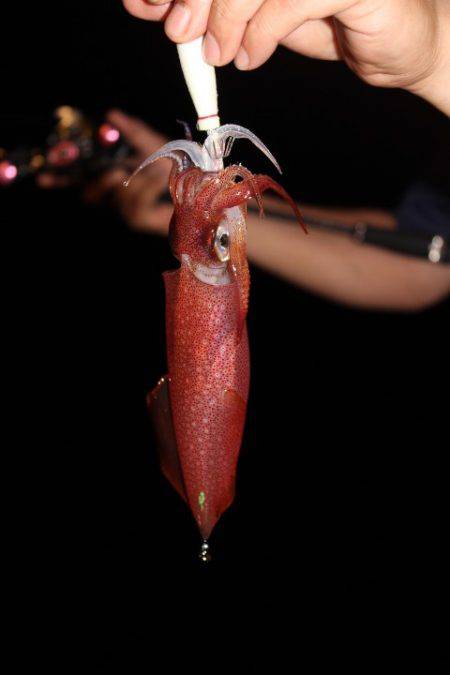 Aquanaut(アクアノート) 釣果