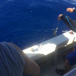 群星・むるぶし 釣果