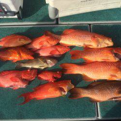 群星・むるぶし 釣果