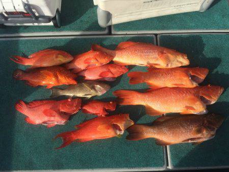 群星・むるぶし 釣果