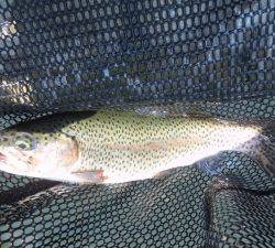 朝霞ガーデン 釣果